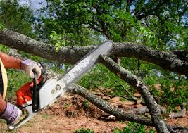 Reliable Hudson, NC Tree Services Solutions