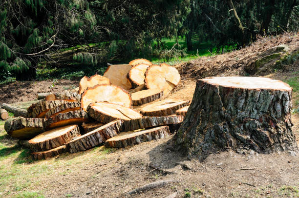 Best Tree Removal Service  in Hudson, NC